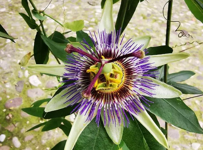 Valledium Bed and Breakfast