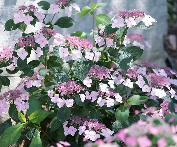 Valledium Valeggio sul Mincio