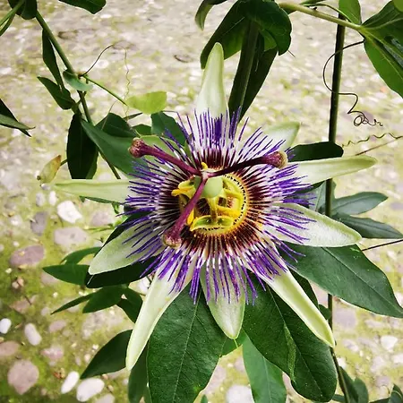 Valledium فندق مبيت وإفطار