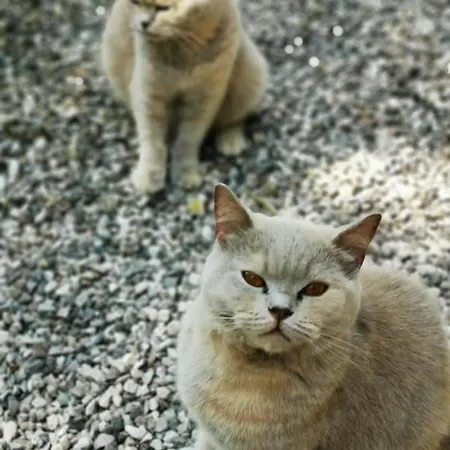 Bed & Breakfast Valledium