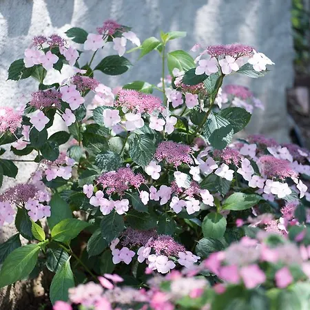 Valledium Valeggio sul Mincio